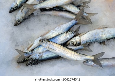 Coregonus Albula - Fresh Water Salmonidae Family Fish On Ice. Ice Fishing In Winter.