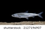 Coregonus albula, known as the vendace or as the European cisco, is a species of freshwater whitefish