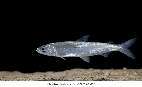 Coregonus albula, known as the vendace or as the European cisco, is a species of freshwater whitefish