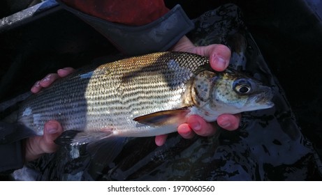 Coregonus Sp Whitefish Member Of Salmonidae Family Held In Hands