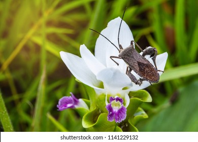 Coreid bug (Squash bug) on the white flower.