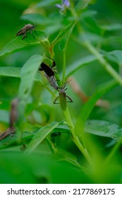 70,435 Invertebrate Pest Images, Stock Photos & Vectors | Shutterstock