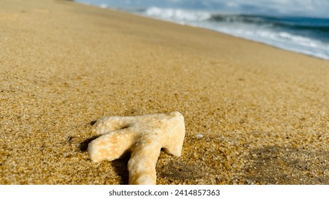 Corel on the beach sri lanka