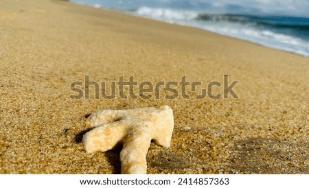 Corel on the beach sri lanka