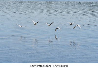 Download Low Flying Bird Images Stock Photos Vectors Shutterstock