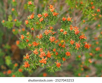 Corema album or Portuguese crowberry, numerous branches with green needle like leaves, and blossoms with orange stamens, close up. Dioecious, perennial shrub, flowering plant in the family Ericaceae. - Powered by Shutterstock