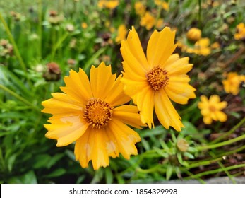 Coreopsis Auriculata Is A Species Of North American Plant From The Sunflower Family. It Is Native To The Southeast And East-central United States, From Eastern Louisiana To The Florida Panhandle And A