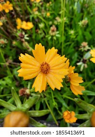 Coreopsis Auriculata Is A Species Of North American Plant From The Sunflower Family. It Is Native To The Southeast And East-central United States, From Eastern Louisiana To The Florida Panhandle And A