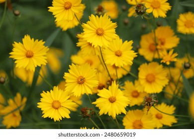 Coreopsis grandiflora. Yellow large flowered tickseeds or common coreopsis in the garden. - Powered by Shutterstock