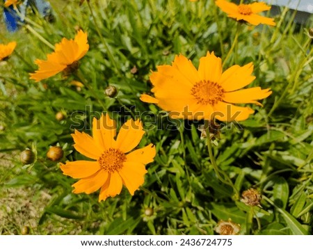 Coreopsis lanceolata, commonly known as lanceleaf coreopsis, lanceleaf tickseed, lance-leaved coreopsis, or sand coreopsis, is a North American species of tickseed in the family Asteraceae