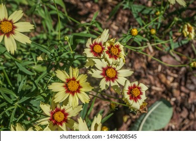 Coreopsis 