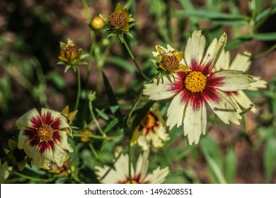 Coreopsis 