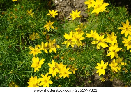 Coreopsis verticillata blooms with yellow flowers in July. Coreopsis verticillata, whorled tickseed, whorled coreopsis and pot-of-gold is a species of tickseed in the sunflower family. Potsdam