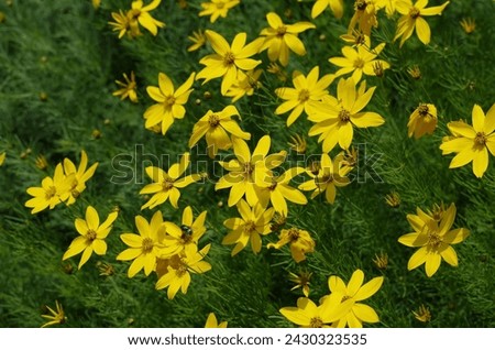 Coreopsis Verticillata Known as Whorled Tickseed