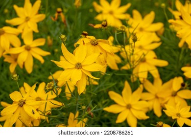 Coreopsis Verticillata Is A North American Species Of Tickseed In The Sunflower Family