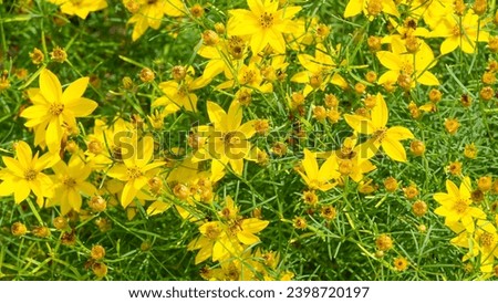 (Coreopsis verticillata) Whorled tickseed 'Zagreb', cultivar and shorter species of sunflower family with bright yellow ray florets