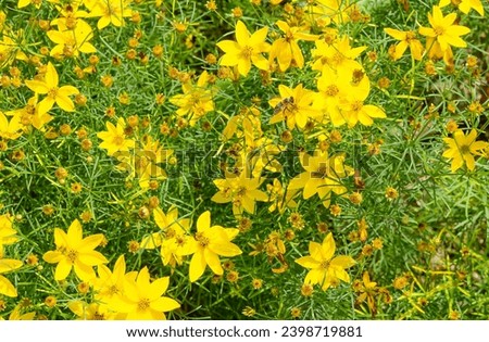 Coreopsis verticillata 'Zagreb' | Whorled tickseed or thread-leaved tickseed with clusters of bright yellow flower heads and central disc on wiry stems as ornamental ground cover in a garden