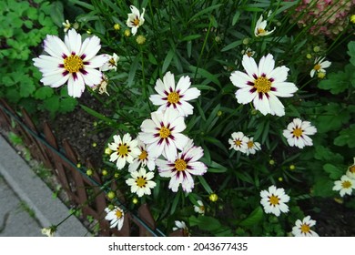 Coreopsis white yellow flowers, varieties - Star Cluster