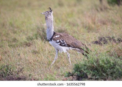 Corey Bustard Hd Stock Images Shutterstock