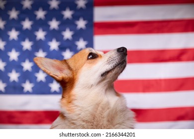 Corgi in the background of the American flag. Proud dog in front of the American flag on Independence Day. The concept of America. Flag Day in the United States of America.