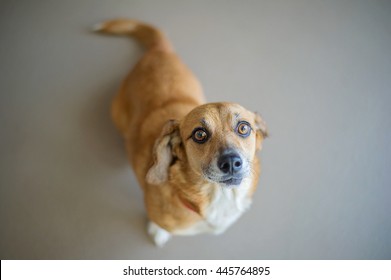 Corgi Beagle Mix In Shelter