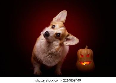 A Corgi Breed Dog With A Pumpkin For Halloween. A Dog And A Pumpkin On A Black Background. Halloween Treats Waiting. Surprised Dog Face.