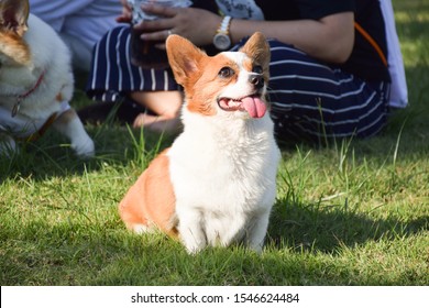 Corgi Chihuahua Mix Enjoys Sunshine.