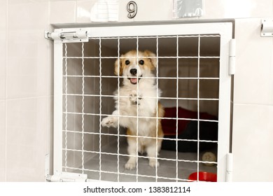 Corgi Dog Behind Gate In Pet Shelter.