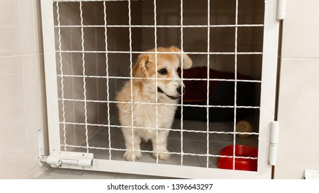 Corgi Dog Behind Gate In Pet Shelter.