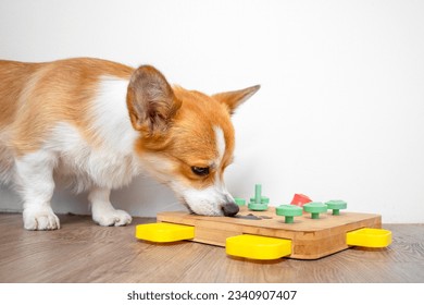 Corgi dog bent over interactive educational toy for, puzzle, slow feeder, pokes his nose into holes for hidden treat. Smart bowl, find dry food by smell. Pet training, mental activity, intelligence
