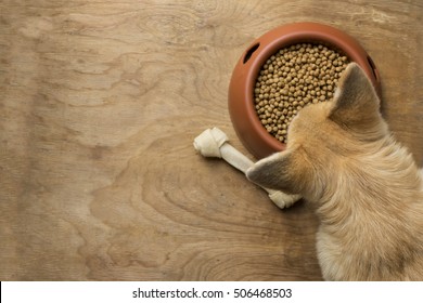 Corgi Dog Besides A Bowl Of Kibble Food