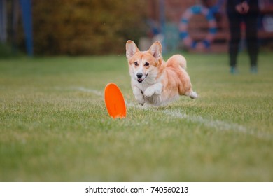 Corgi Dog Catches A Flying Disc