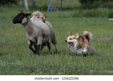 dog chasing sheep