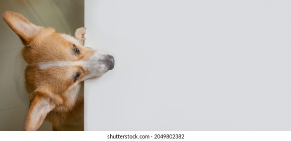 Corgi Dog Climbs Up On White Table And Looking Forward To Area For Copy Space In Kitchen Room.