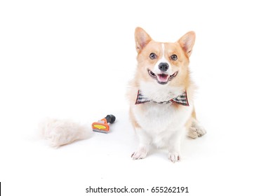 Corgi and dog clipper equipment with hair Pile on the floor  isolated on white background,animal funny picture