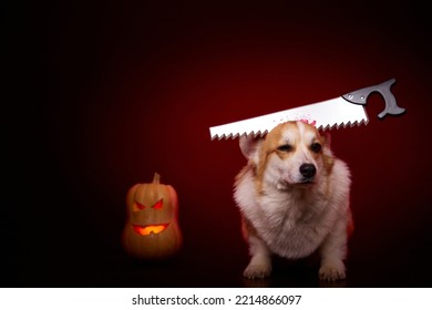 A Corgi Dog Is Dressed In A Terrifying Halloween Costume. The Saw Was Stuck In The Dog's Head. A Dog And A Pumpkin On A Red Background. Surprised Dog Face.