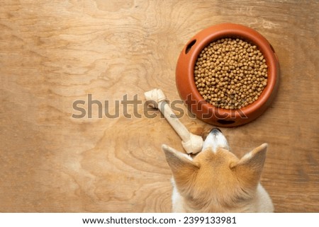 corgi dog eating dog food in a bowl 