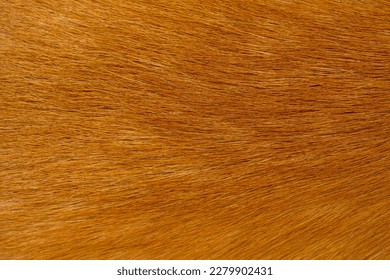Corgi dog fur background hairs