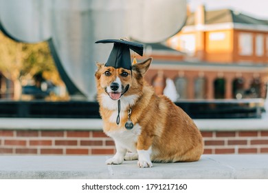 corgi dog graduation cap cute