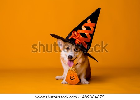 Corgi dog in Halloween costume on yellow background