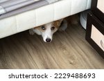 Corgi dog hides under the bed.