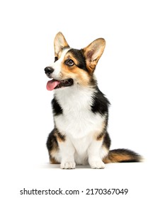 Corgi Dog Looking Sideways On White Background