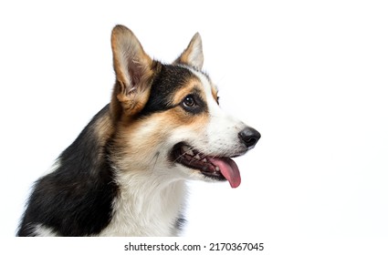 Corgi Dog Looking Sideways Studio