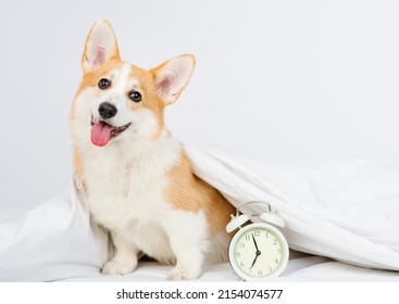 Corgi dog lying under the blanket in the bedroom next to the alarm clock
