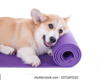 Corgi Dog On A Yoga Mat, Concentrating For Exercise, Isolated On White Background