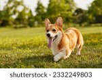 Corgi dog pembroke welsh corgi walking outdoor in summer park