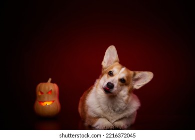 A Corgi Dog With A Pumpkin For Halloween On A Red Background. The Dog Licks His Lips In Anticipation Of A Delicious Treat For Halloween.