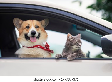 Corgi Dog Puppy And A Cute Tabby Cat Leaned Out Of A Car Window During A Summer Vacation Trip