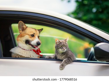  Corgi Dog Puppy And A Cute Tabby Cat Leaned Out Of A Car Window During A Summer Vacation Trip