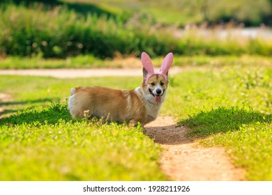 corgi dog puppy in easter bunny ears stands on green grass in sunny garden